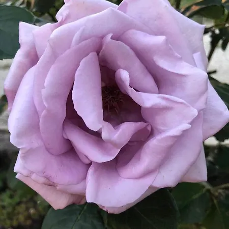 Ada * Rodello